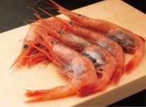 Snow-aged Sado Nanban Shrimp